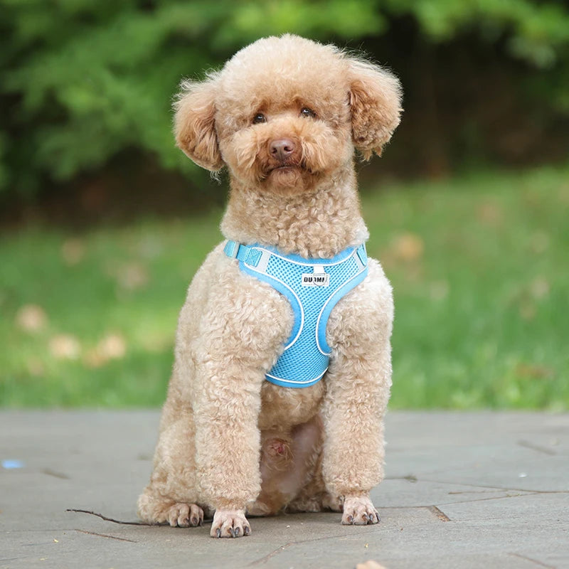 Dog Harness Leash Set for Small Medium Dog Cat