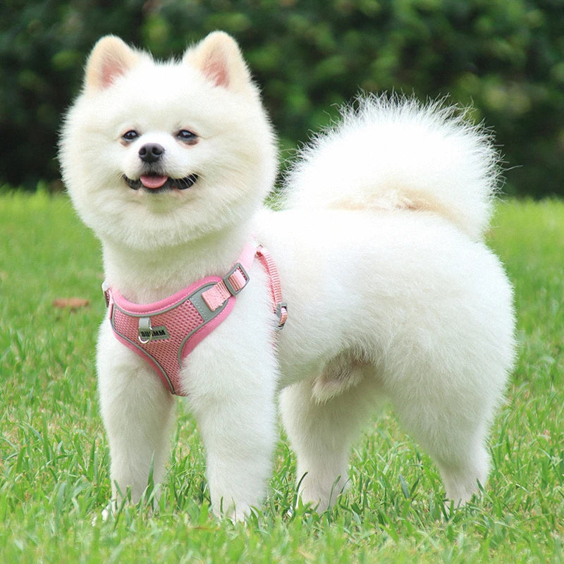 Dog Harness Leash Set for Small Medium Dog Cat