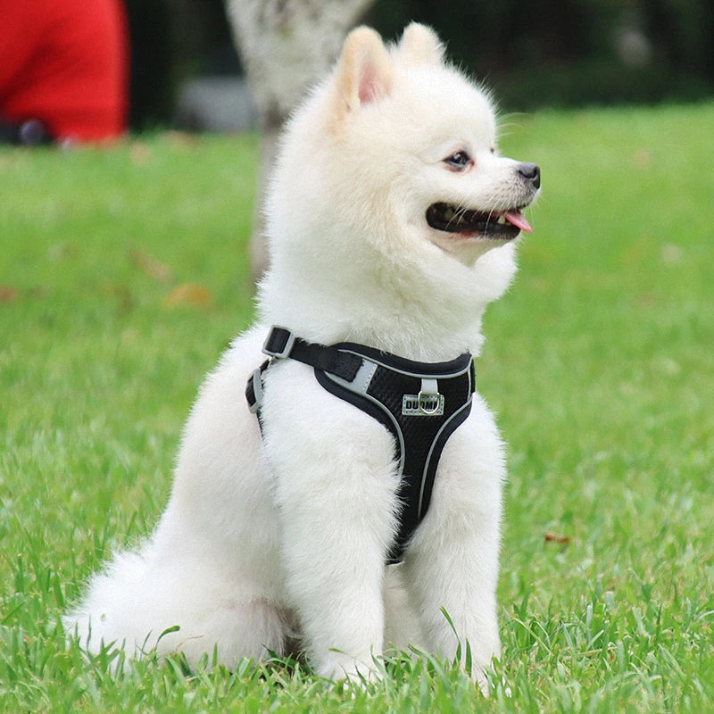 Dog Harness Leash Set for Small Medium Dog Cat